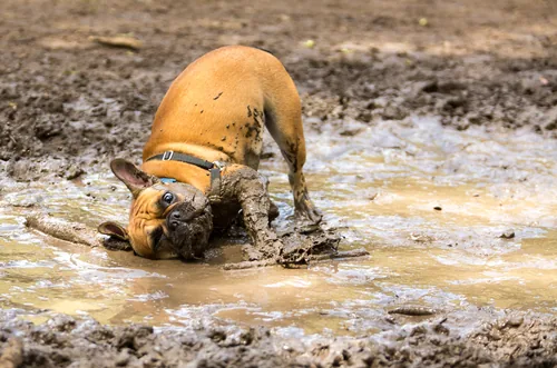 What Is So Bad About Dirt Anyway?