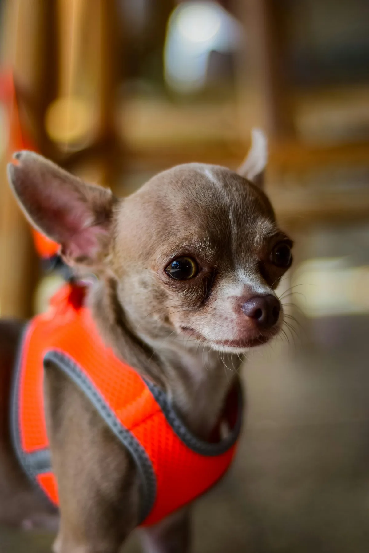 Why Giving Your Pet a Job Will Make Them Live Longer