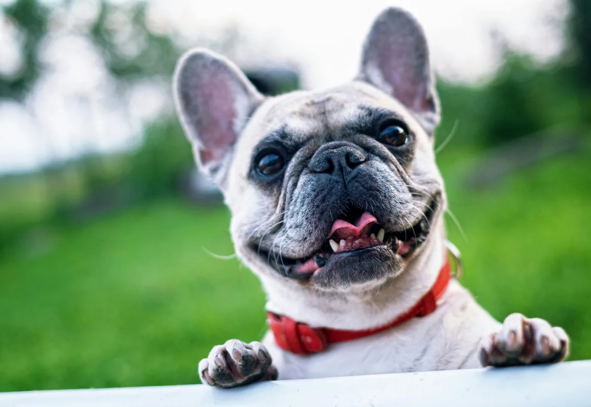 Can Stress Make Your Dog's Allergies Worse?