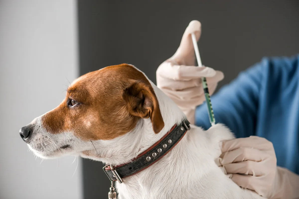 What Do You Mean, Blood Titer Tests Instead of Vaccinations?