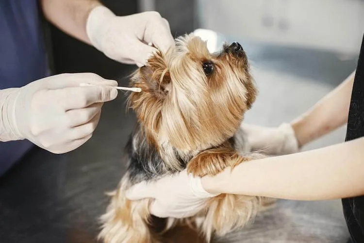 Veterinarian examining a small dog at Safari Animal Clinic