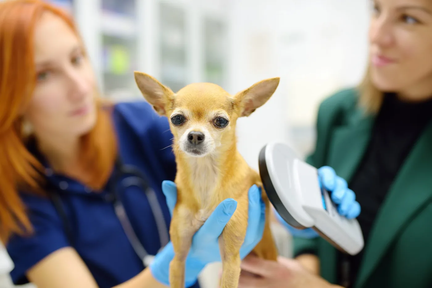 Microchipping