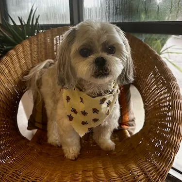 Bentley