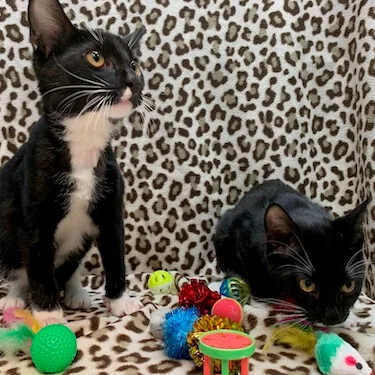 Remi and Vinci