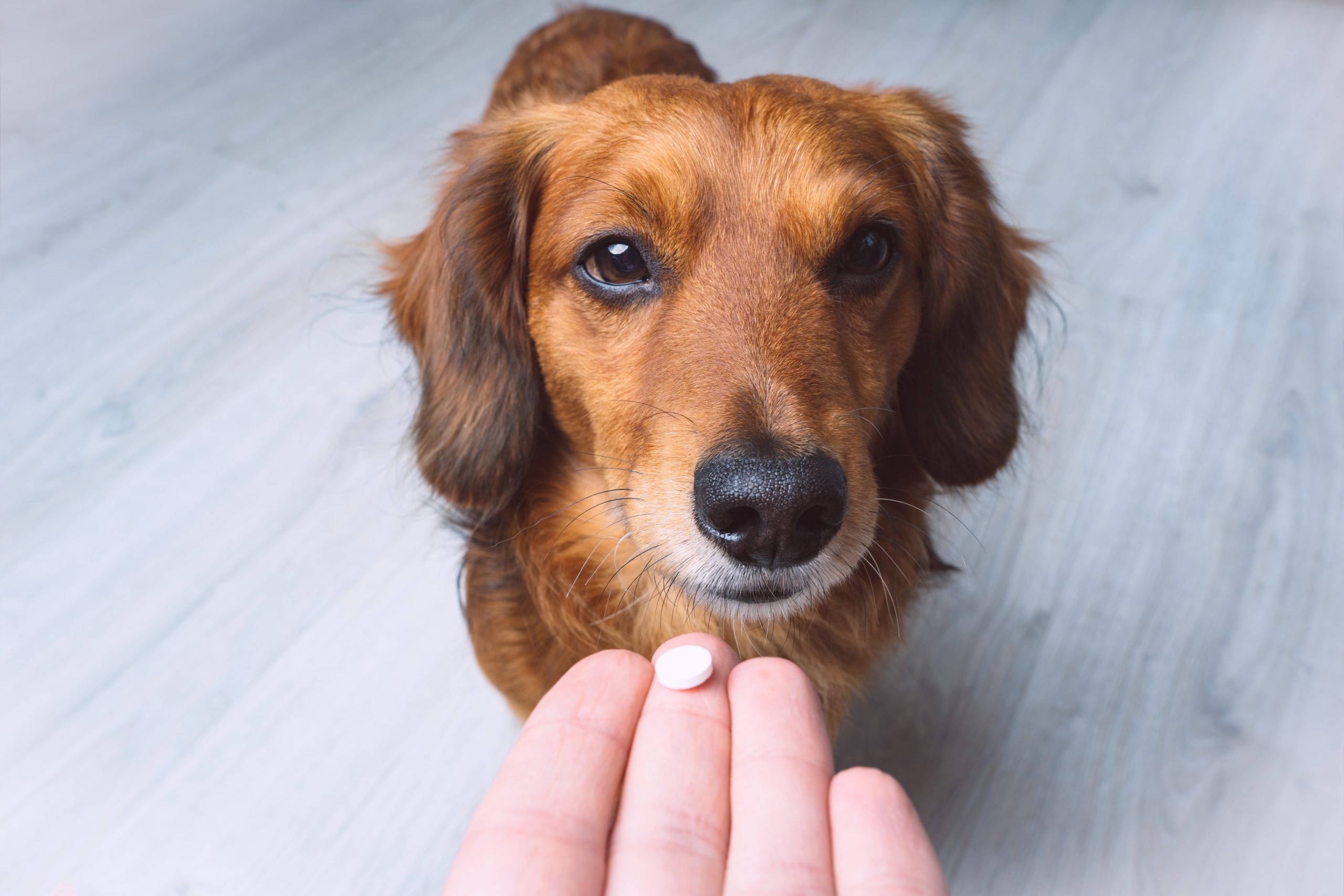 Best Veterinarian